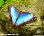 Blue Morpho Butterfly